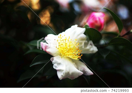Sasanqua唯一開花的花 Sasanqua唯一開花的花 74219993