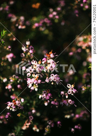 Flowering of Erica canaliculata Flowering of Erica canaliculata 74220001