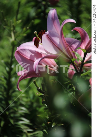 Pink lilies Pink lilies 74220474