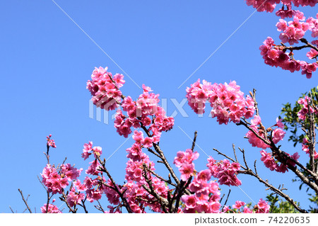 Scarlet cherry blossoms with beautiful pink color (Okinawa Prefecture) Scarlet cherry blossoms with beautiful pink color (Okinawa Prefecture) 74220635