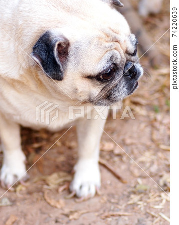 lovely white fat cute pug portraits close up lying on brown dried garden grass floor outdoor making sad face taking sunbath with blur country home surrounding background lovely white fat cute pug portraits close up lying on brown dried garden grass floor outdoor making sad face taking sunbath with blur country home surrounding background 74220639