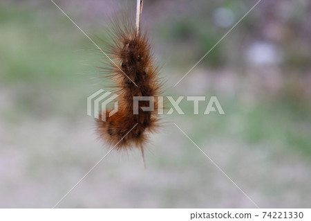 Climbing caterpillar Climbing caterpillar 74221330