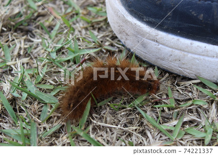 Caterpillars and shoes Caterpillars and shoes 74221337