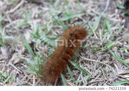 Crawling caterpillar Crawling caterpillar 74221339