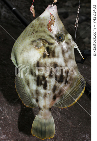 I caught a good-shaped Kawahagi I caught a good-shaped Kawahagi 74221433