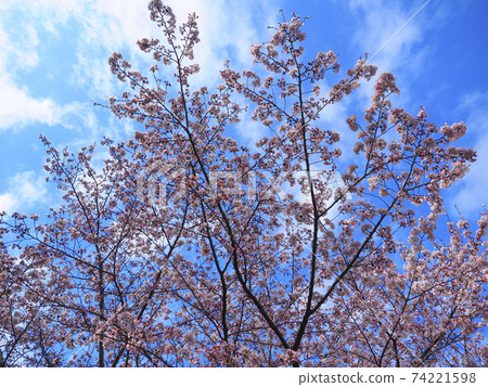 Blue sky and cherry blossoms in full bloom 74221598
