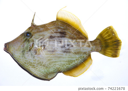 Kawahagi is a high-class fish that food lovers like Kawahagi is a high-class fish that food lovers like 74221678