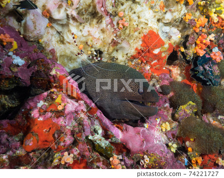 海鰻和帶狀珊瑚蝦(緬甸墨吉群島) 海鰻和帶狀珊瑚蝦(緬甸墨吉群島) 74221727