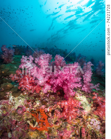 A herd of horse mackerel swimming on a soft coral colony (Mergui Archipelago, Myanmar) 74221728