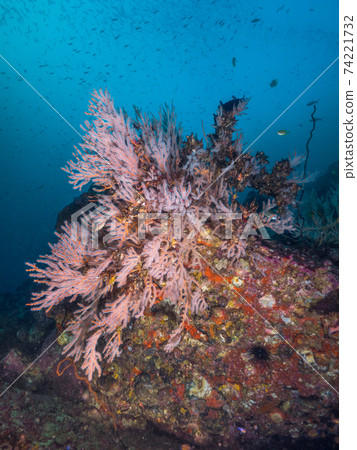 Umiuchiwa with open polyps (Mergui Archipelago, Myanmar) 74221732