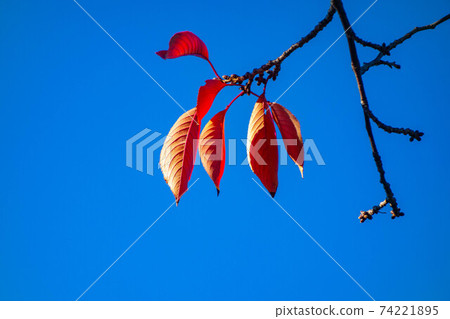Red dead leaves attached to the branches of dead trees against the blue sky 74221895