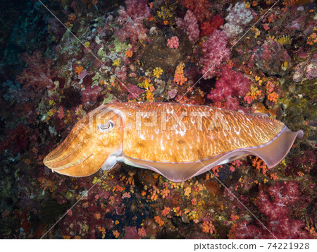 Trough Cuttlefish swimming in a coral reef (Mergui Archipelago, Myanmar) Trough Cuttlefish swimming in a coral reef (Mergui Archipelago, Myanmar) 74221928