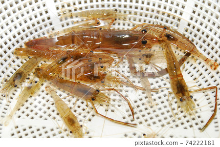 蝦從雨季到夏季都在釣魚。吃煮或炸 74222181