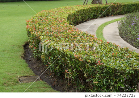 Landscaping in the garden,The path Curve in the garden.  74222722