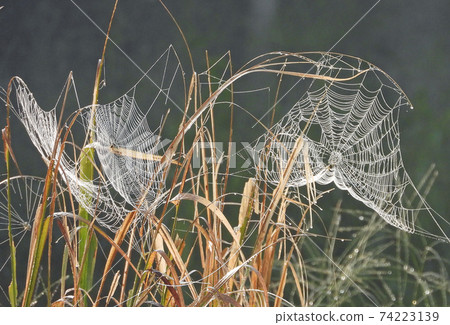 收割水稻後，一張蜘蛛網伸展在稻田上 74223139