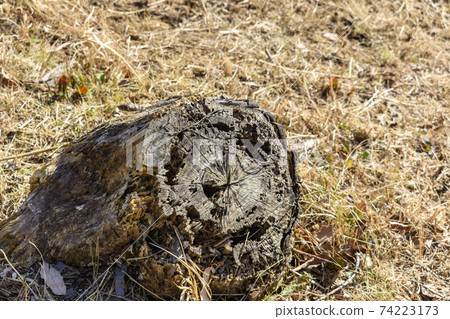 Decayed stump Decayed stump 74223173