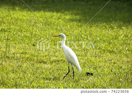 Little Egret feeds on the lawn. 74223656