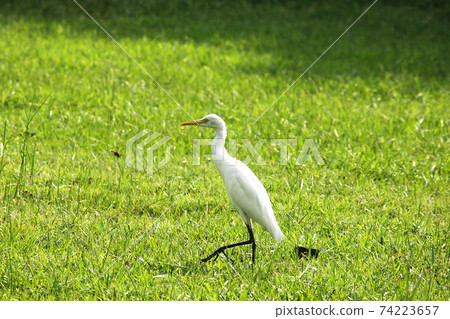 Little Egret feeds on the lawn. 74223657
