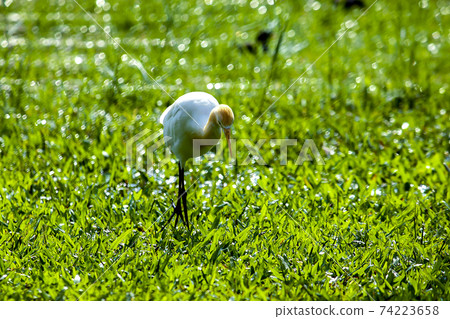 Little Egret feeds on the lawn. Little Egret feeds on the lawn. 74223658