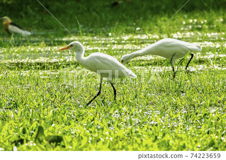 Little Egret feeds on the lawn. 74223659