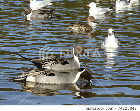 Black-headed gull and pintail that came to the pond of Inage Seaside Park Black-headed gull and pintail that came to the pond of Inage Seaside Park 74223842