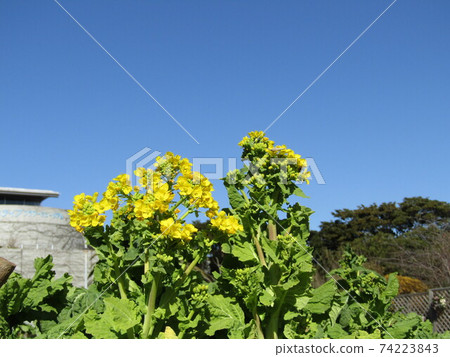 Early blooming nabana has begun to bloom Early blooming nabana has begun to bloom 74223843