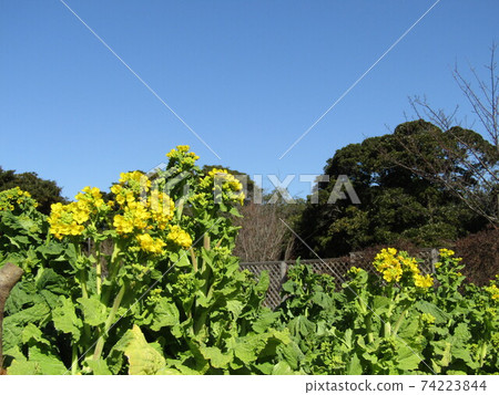 Early blooming nabana has begun to bloom 74223844