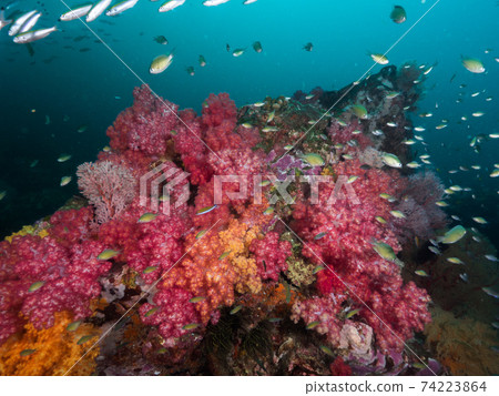 一群粉紅色的軟珊瑚和蘿蔔雀鯛(緬甸墨吉群島) 一群粉紅色的軟珊瑚和蘿蔔雀鯛(緬甸墨吉群島) 74223864
