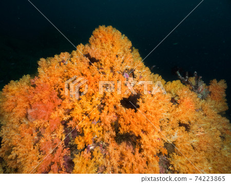 黃色的軟珊瑚群（緬甸梅爾吉群島） 74223865