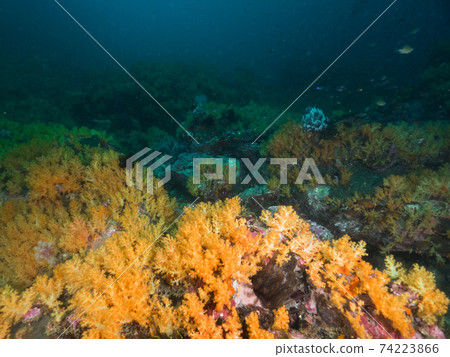 黃色的軟珊瑚群（緬甸梅爾吉群島） 74223866