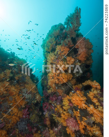Crowd of yellow soft corals (Mergui Archipelago, Myanmar) Crowd of yellow soft corals (Mergui Archipelago, Myanmar) 74223869