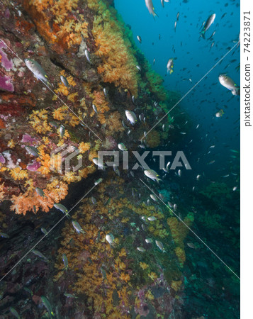 A flock of black ribbon damselfish on a rock wall underwater covered with yellow soft coral (Mergui Archipelago, Myanmar) 74223871