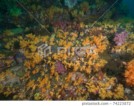 黃色的軟珊瑚群(緬甸梅爾吉群島) 黃色的軟珊瑚群(緬甸梅爾吉群島) 74223872