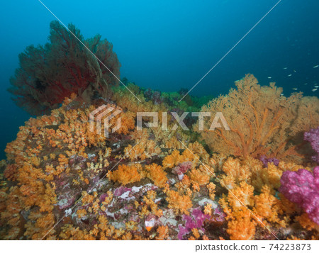 Crowd of yellow soft corals (Mergui Archipelago, Myanmar) 74223873