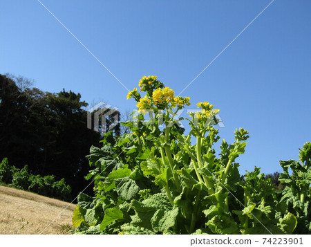 早期開花的花名已經開始開花 早期開花的花名已經開始開花 74223901