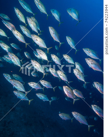 Flock of Bludger (Mergui Archipelago, Myanmar) 74223944