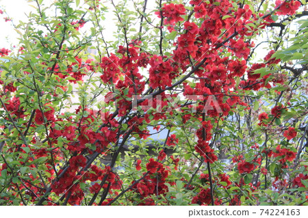 鮮豔的紅色花朵 鮮豔的紅色花朵 74224163