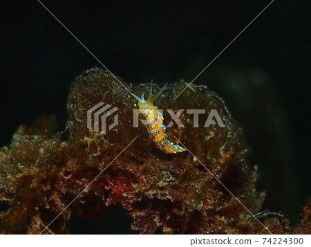 Hayama's Fujieraminoumiushi 74224300