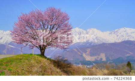Shinshu Hakuba Village Nodaira's one cherry tree shines in Shirouma Sanzan 74224368