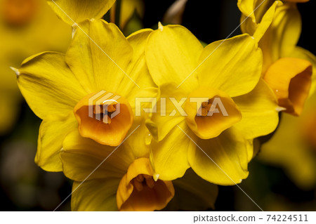 水仙黃花 74224511