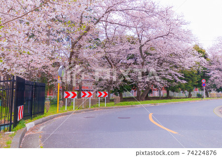 Cherry tree and road 74224876