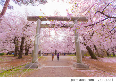 兩個人穿過大宮公園的櫻花和崎玉縣五國神社的鳥居門 兩個人穿過大宮公園的櫻花和崎玉縣五國神社的鳥居門 74224881