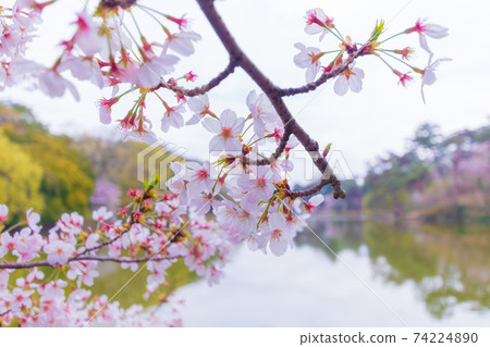 Boat pond and cherry blossoms in Omiya Park Boat pond and cherry blossoms in Omiya Park 74224890