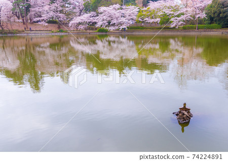 Red-eared slider and cherry blossom trees in Omiya Park Funayu Pond Red-eared slider and cherry blossom trees in Omiya Park Funayu Pond 74224891