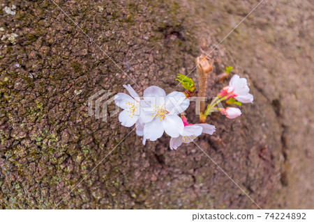 大宮公園的身體盛開的櫻花 74224892