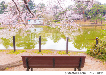 大宮公園Funayu池塘的長椅和櫻花 74224894