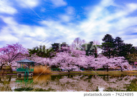大宮公園Funayu池和櫻花 大宮公園Funayu池和櫻花 74224895