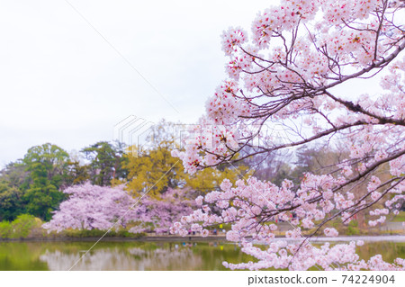 大宮公園的船上池塘和櫻花 74224904