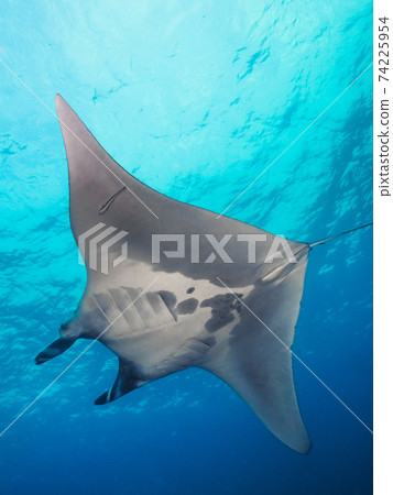 Manta Ray (Mergui Archipelago, Myanmar) 74225954