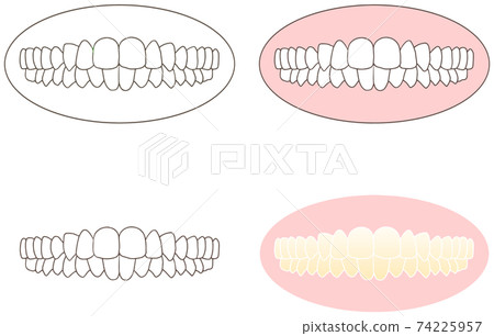 labelling teeth diagram clipart